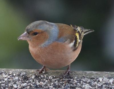 Le pinson des arbres.