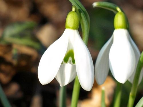Clochettes de perce-neige.