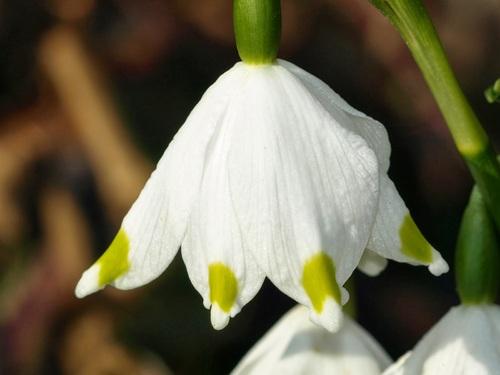 Clochettes de nivéole.