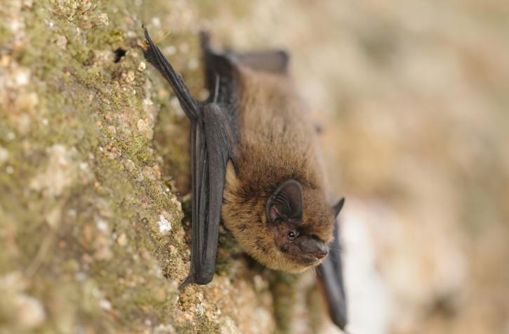 Pipistrelle commune