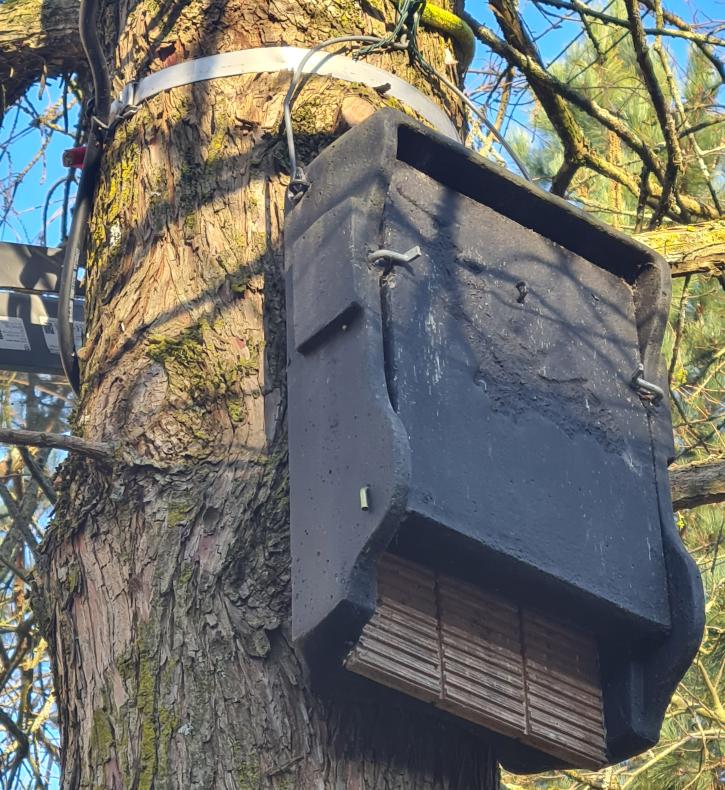 Gite à chauves souris aux jardins de l’Hôtel de Ville.
