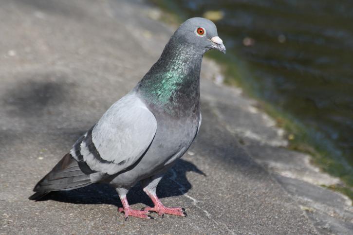 Le pigeon biset type sauvage.