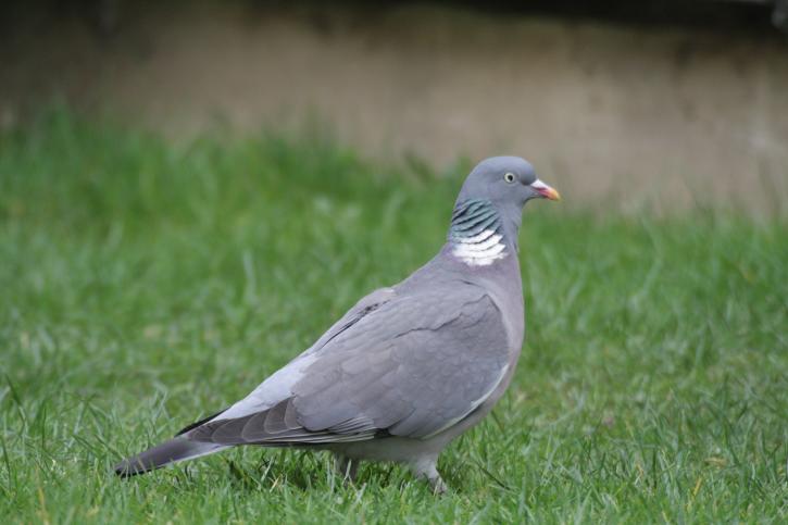 Le pigeon ramier.