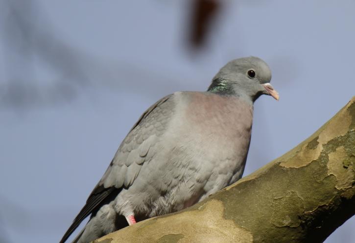 Le pigeon colombin.