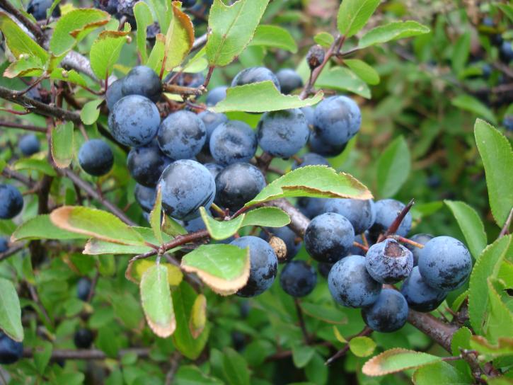 Fruits du prunellier.