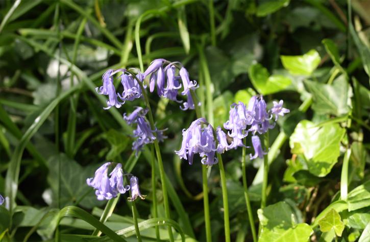 Ces petites clochettes violettes sont espèces protégées dans certaines régions.