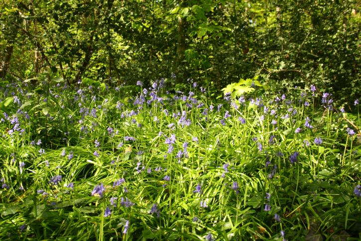 Jacinthes au bois de la Garenne.