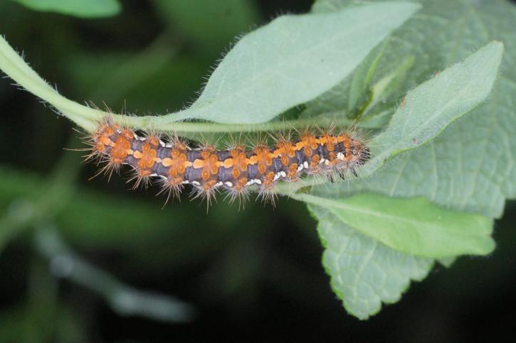 La chenille de l’écaille chinée.