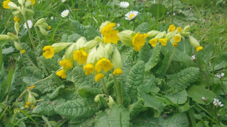 La primevère officinale.