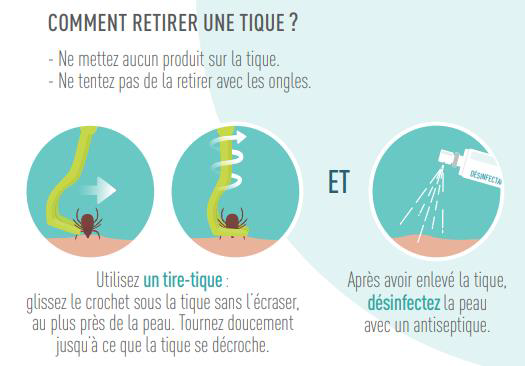 Manière de retirer une tique