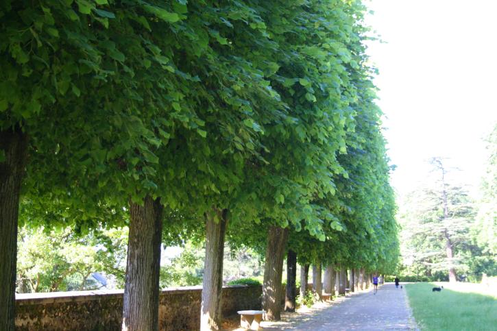 Allée de tilleuls au parc Henri-Sellier.