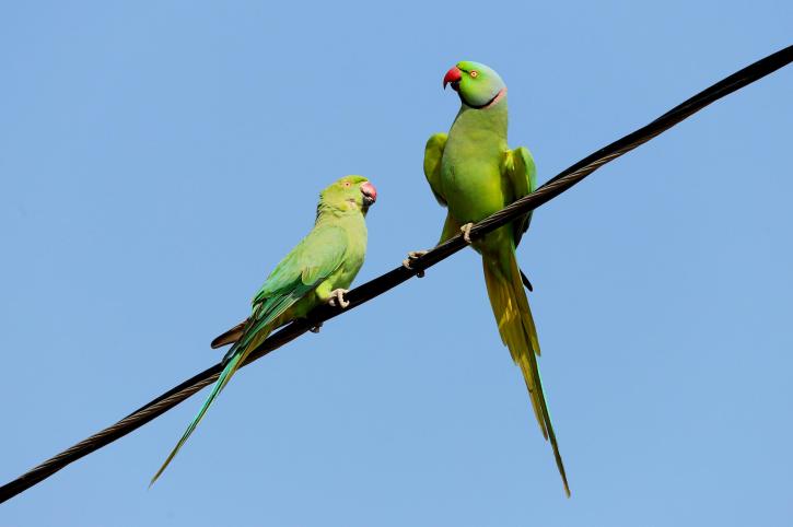 La perruche à collier (Psittacula krameri krameri).