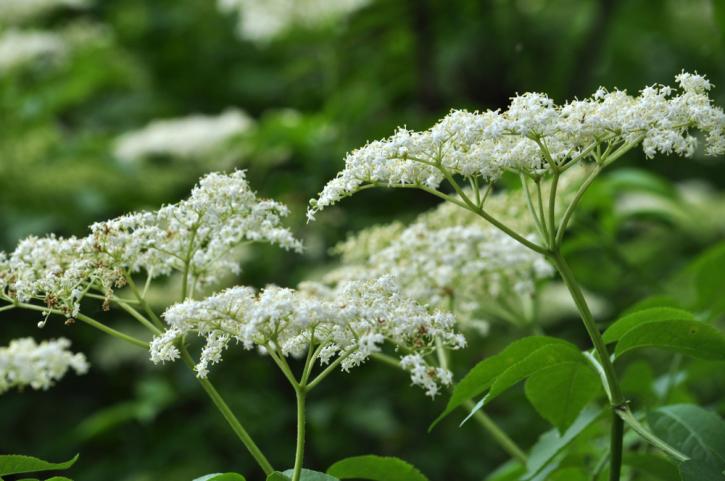 La fleur de sureau.