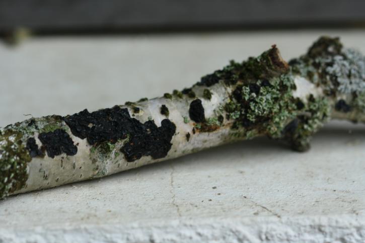 En marron noir Collema et en gris vert Evernie sur bouleau