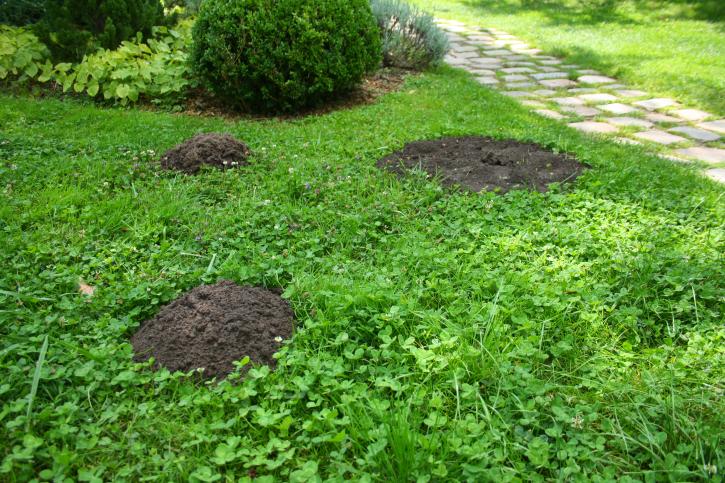 Des taupinières dans le jardin.