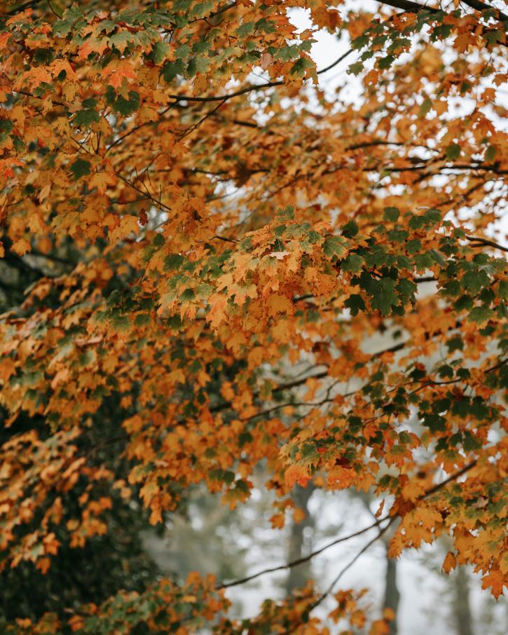 L'érable et sa parure d'automne.