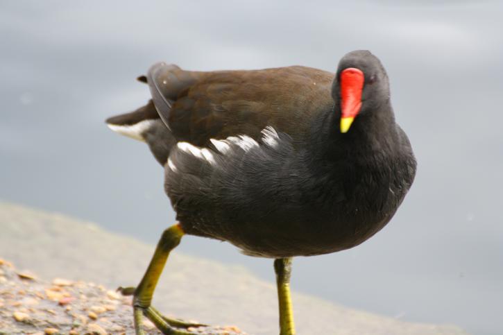 La gallinule poule d’eau.