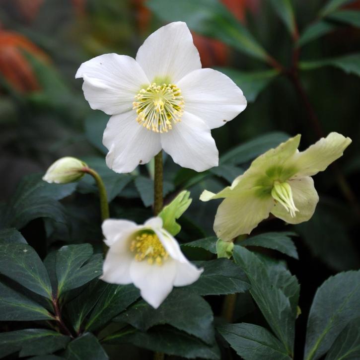 La rose de Noël blanche.
