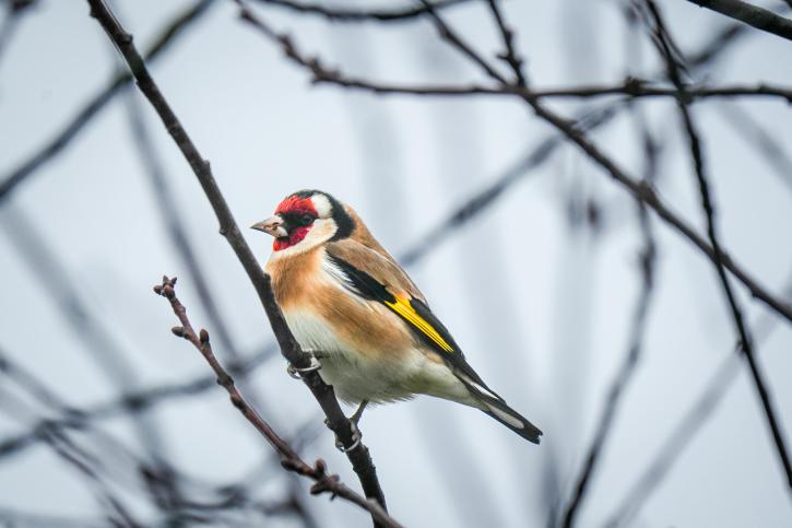 Le chardonneret élégant.