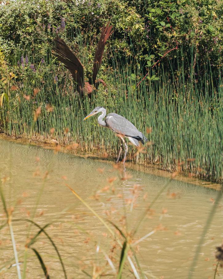 Un héron à l'affût, photographié à la Cité-jardins.