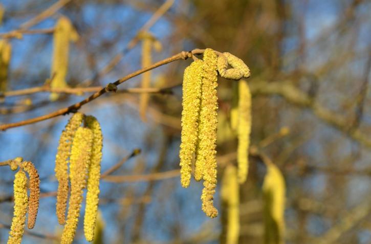 Les fleurs mâles (chatons).