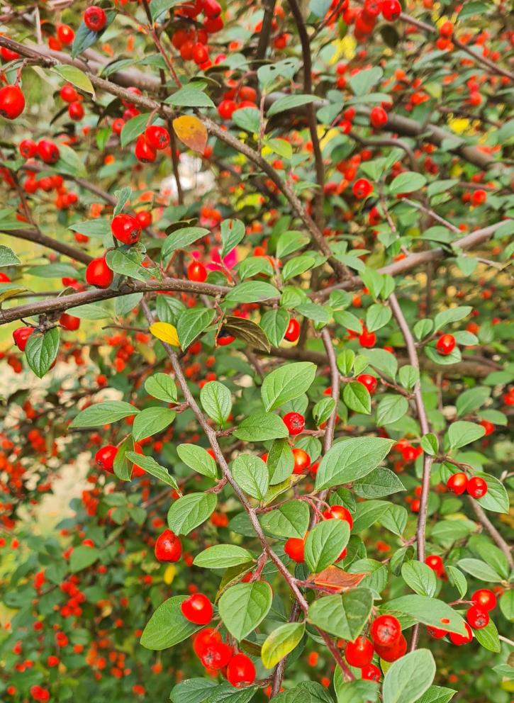 Le Cotoneaster.