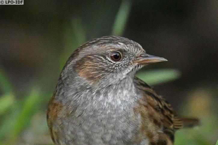 Un bec fin d'insectivore.