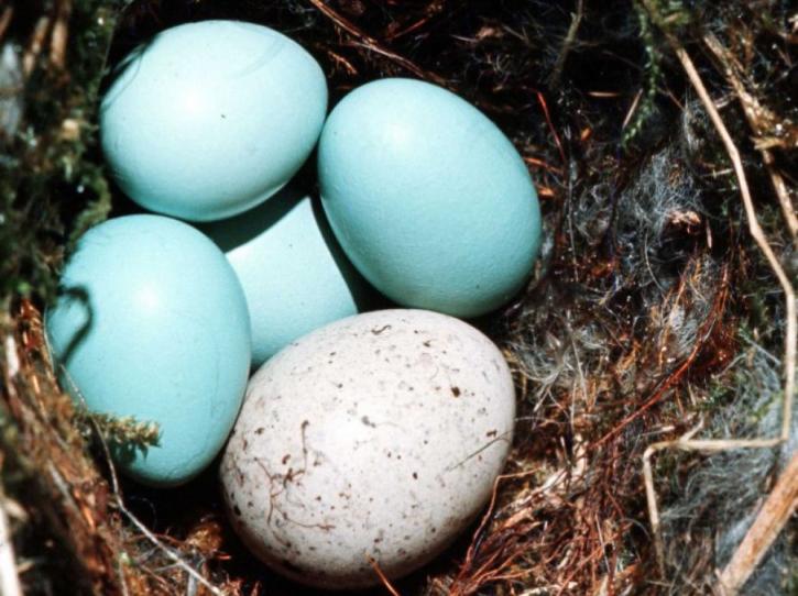 Des oeufs d'une jolie couleur turquoise.
