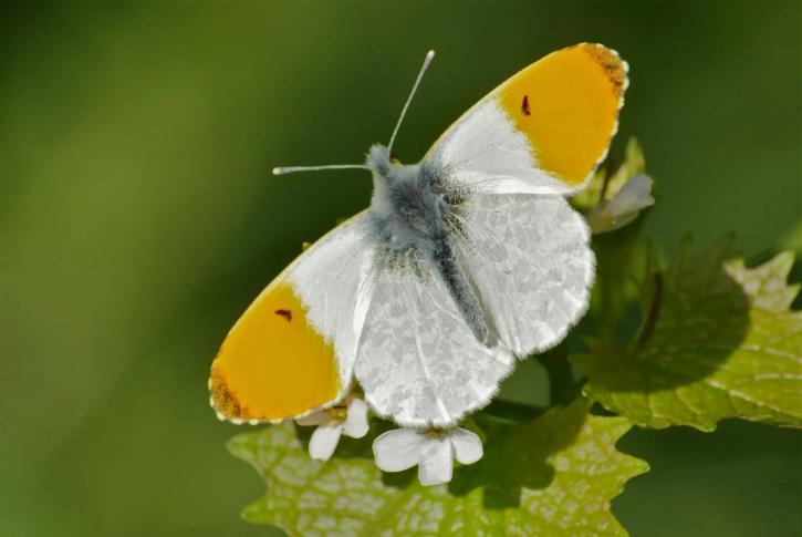 L’Aurore (Anthocharis cardamines).