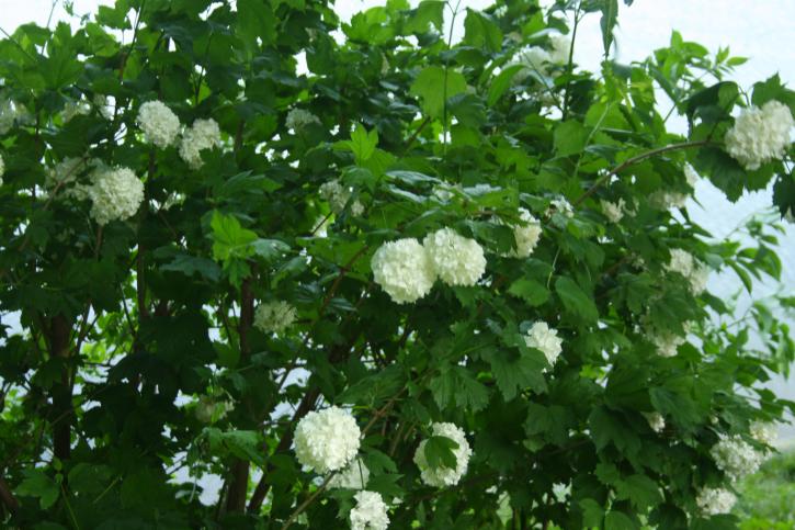 Cultivar boule de neige à l’Étang Colbert.