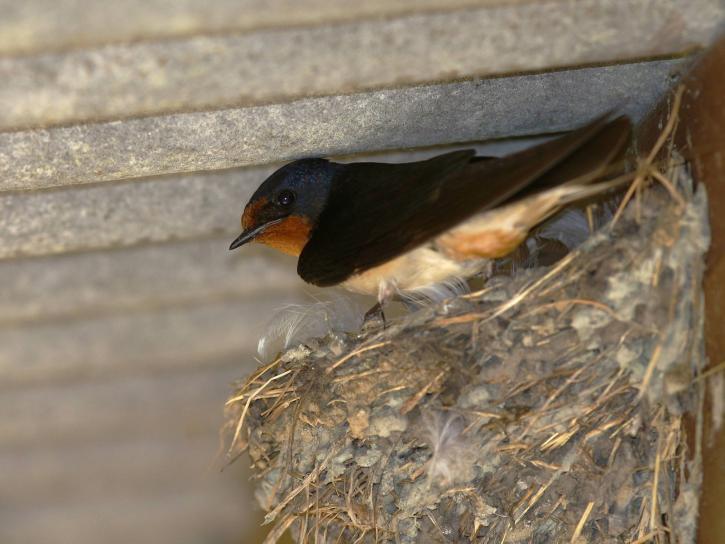 Hirondelle rustique.