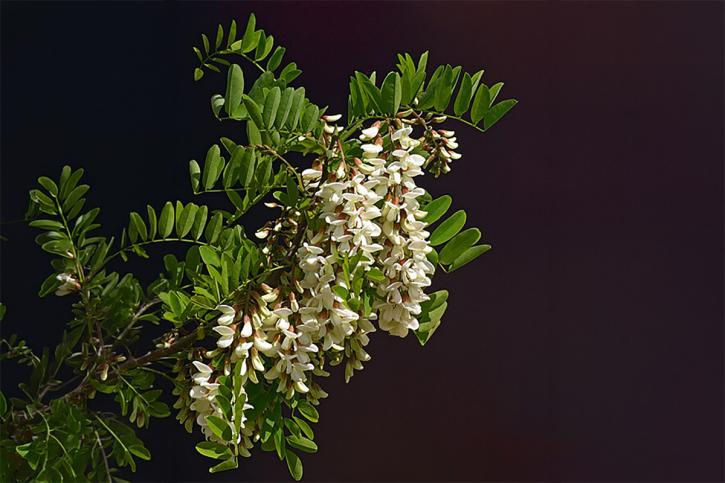 Des fleurs blanches en grappes...